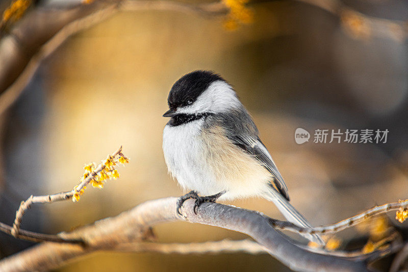 黑头山雀(Poecile atricapillus)，黑帽山雀，Cabecinegro。